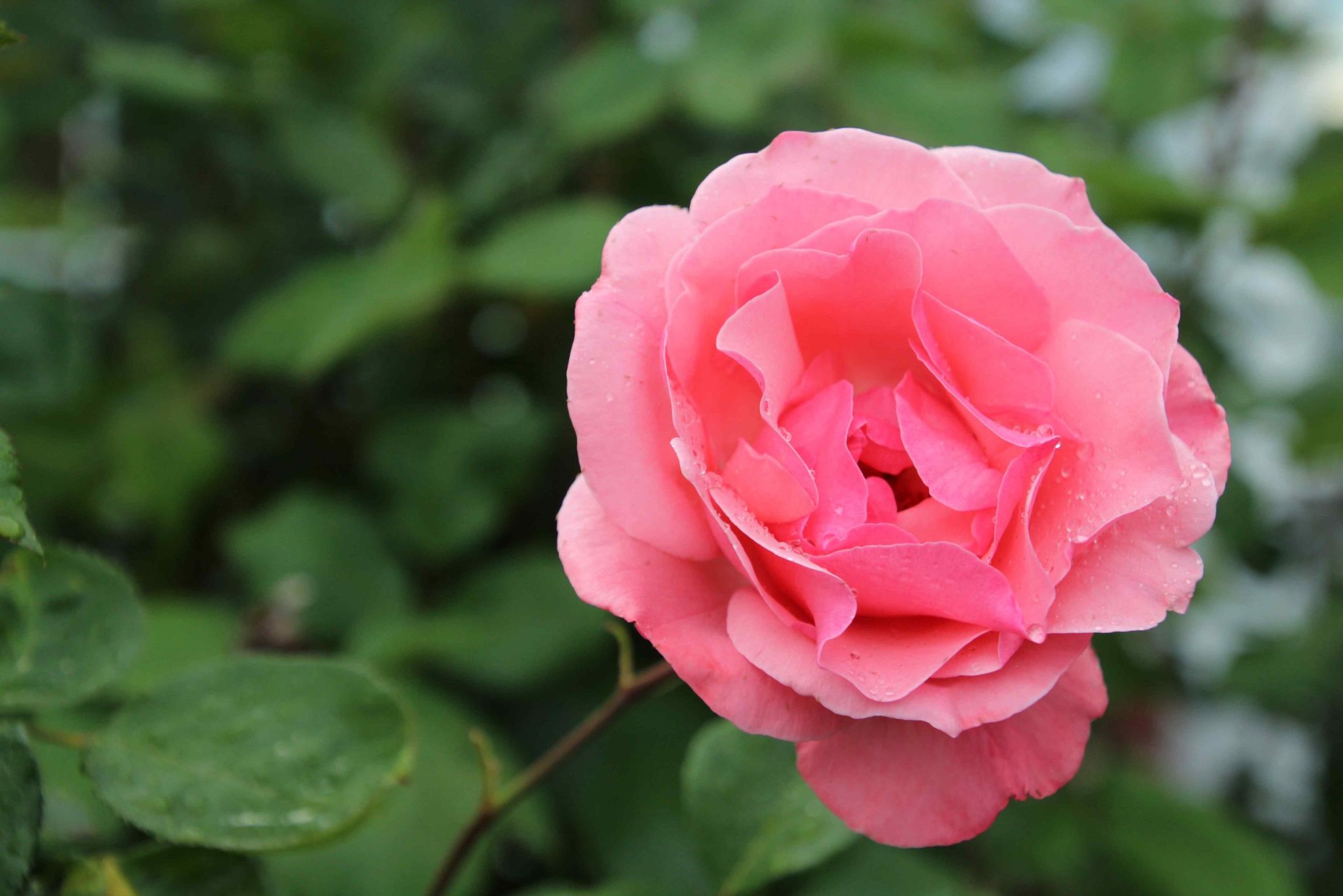 Rose – copyr. Laurie Johnson